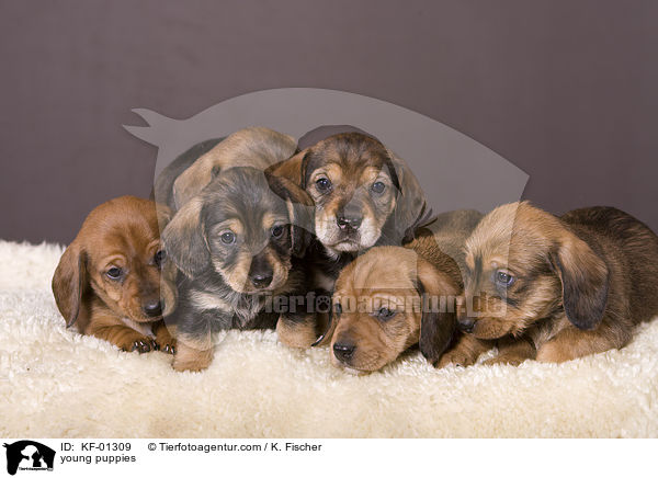 junge Welpen / young puppies / KF-01309