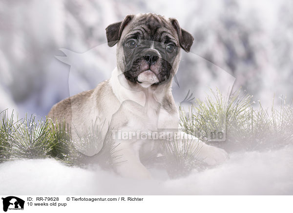 10 weeks old pup / RR-79628