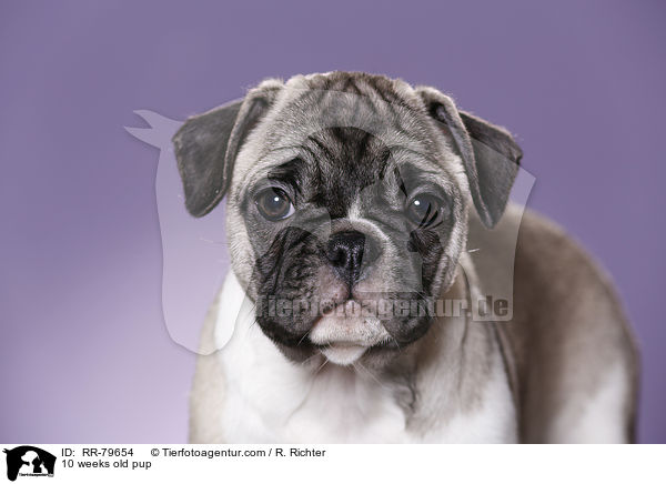 10 Wochen alter Welpe / 10 weeks old pup / RR-79654