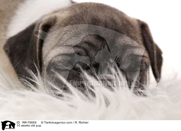 10 Wochen alter Welpe / 10 weeks old pup / RR-79669