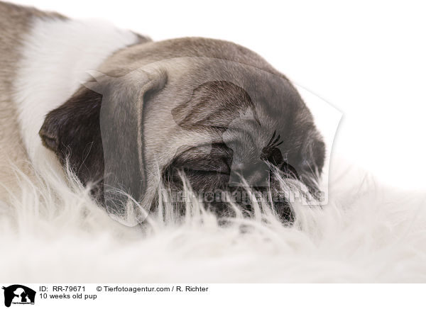 10 Wochen alter Welpe / 10 weeks old pup / RR-79671