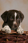 mongrel puppy in basket