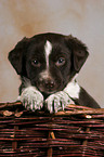 mongrel puppy in basket