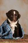 mongrel puppy in basket