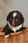 mongrel puppy in basket