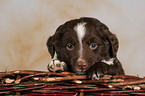 Mongrel Puppy in basket