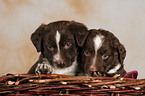 snuggling Mongrel Puppies in basket