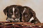 snuggling Mongrel Puppies in basket