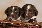 snuggling Mongrel Puppies in basket