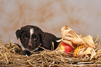 Mongrel Puppy in straw