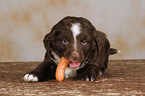 mongrel puppy eats sausage