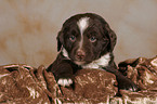 Mongrel Puppy on blanket