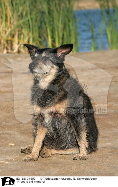 14 years old mongrel / SS-04553
