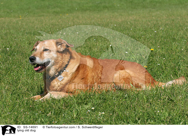 liegender alter Hund / lying old dog / SS-14691