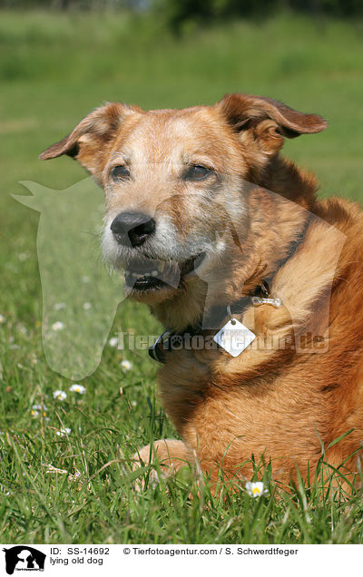 liegender alter Hund / lying old dog / SS-14692