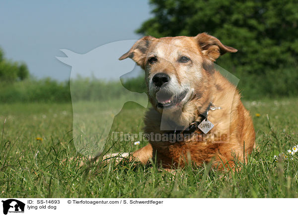 liegender alter Hund / lying old dog / SS-14693