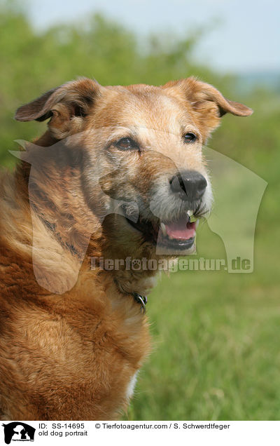 alter Hund im Portrait / old dog portrait / SS-14695