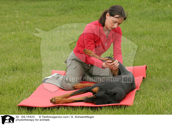 physiotherapy for animals / SS-15423