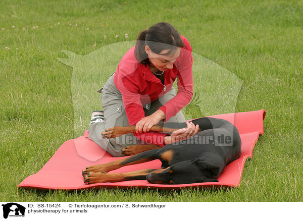 physiotherapy for animals / SS-15424