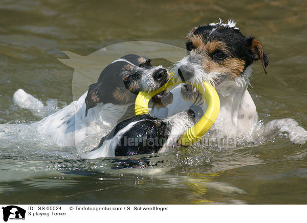 3 spielende Terrier / 3 playing Terrier / SS-00024