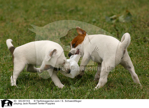 spielende Jack Russell Terrier Welpen / playing Jack Russell Terrier Puppies / SS-00143