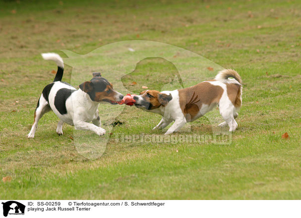 playing Jack Russell Terrier / SS-00259