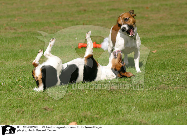 spielende Jack Russell Terrier / playing Jack Russell Terrier / SS-00260