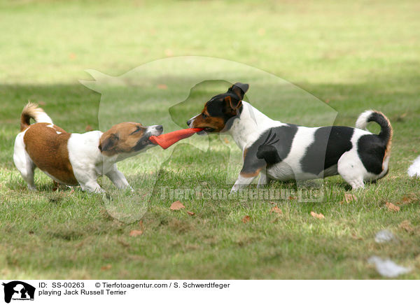spielende Jack Russell Terrier / playing Jack Russell Terrier / SS-00263