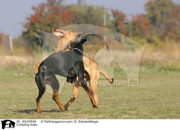 2 spielende Hunde / 2 playing dogs / SS-00538
