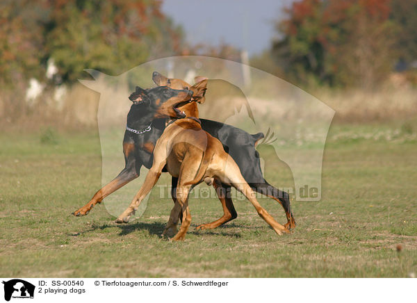 2 spielende Hunde / 2 playing dogs / SS-00540