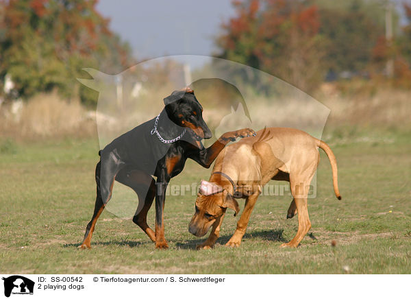 2 playing dogs / SS-00542