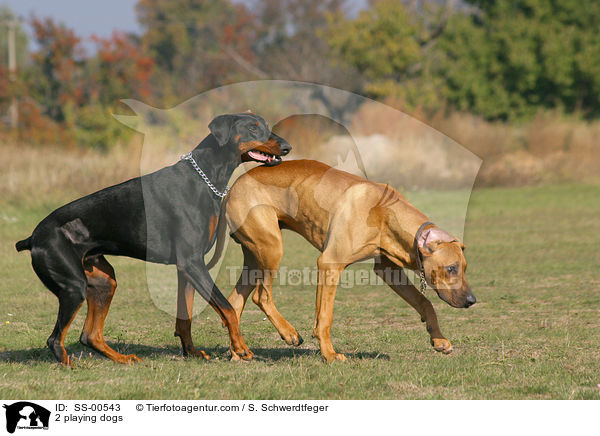 2 spielende Hunde / 2 playing dogs / SS-00543