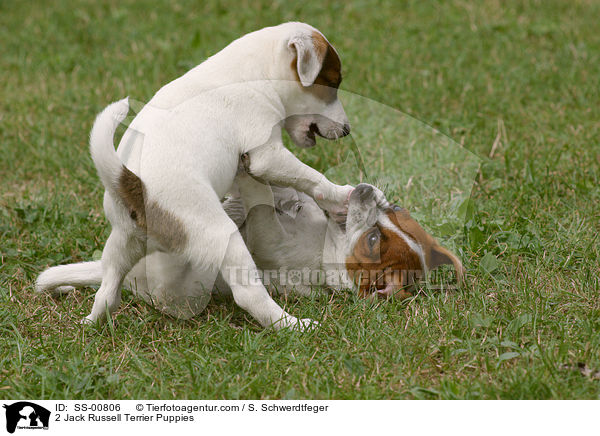 2 Jack Russell Terrier Welpen / 2 Jack Russell Terrier Puppies / SS-00806