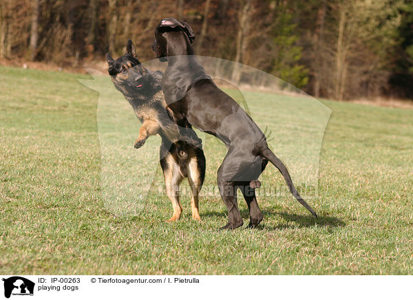 spielende Hunde / playing dogs / IP-00263