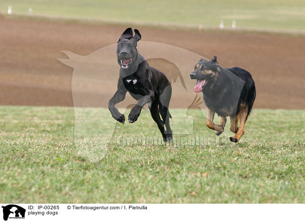 spielende Hunde / playing dogs / IP-00265
