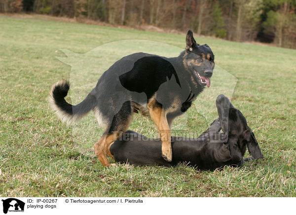 spielende Hunde / playing dogs / IP-00267