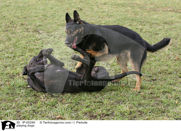 spielende Hunde / playing dogs / IP-00290
