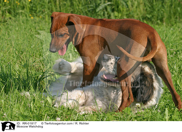 Rhodesian Ridgeback & Moskauer Wachhund / Moscow Watchdog / RR-01817