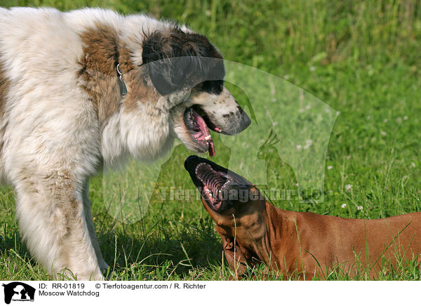 Rhodesian Ridgeback & Moskauer Wachhund / Moscow Watchdog / RR-01819