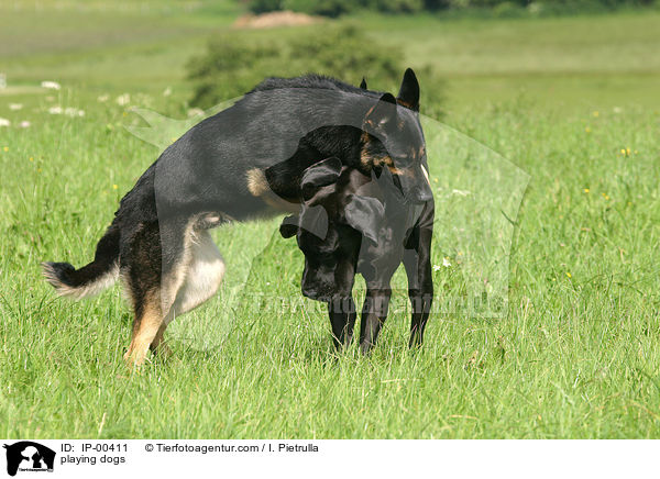 spielende Hunde / playing dogs / IP-00411