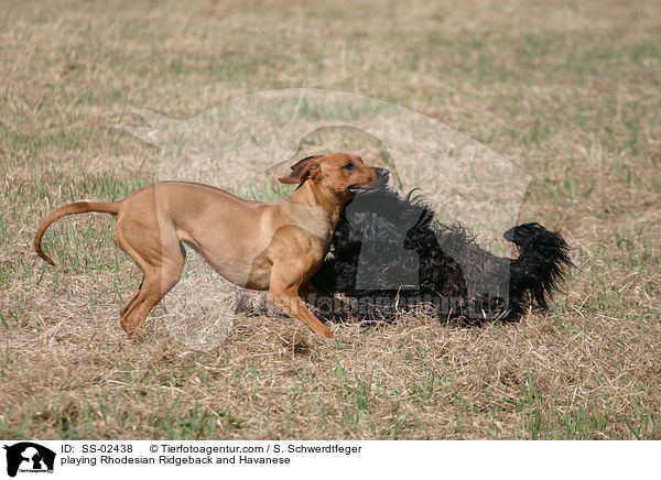 playing Rhodesian Ridgeback and Havanese / SS-02438