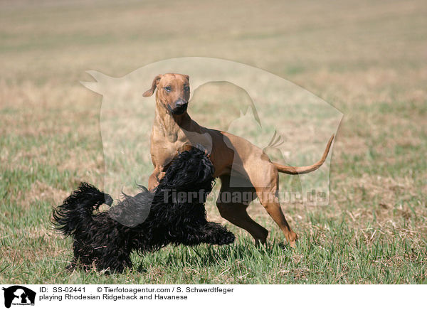 spielender Rhodesian Ridgeback und Havaneser / playing Rhodesian Ridgeback and Havanese / SS-02441