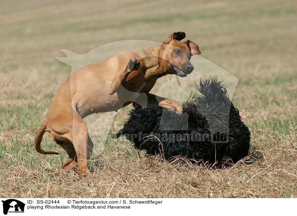 spielender Rhodesian Ridgeback und Havaneser / playing Rhodesian Ridgeback and Havanese / SS-02444