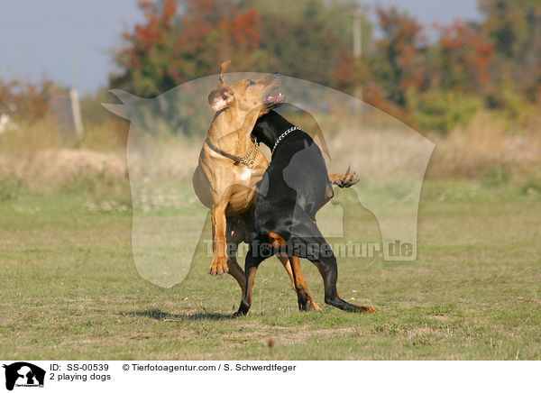 2 spielende Hunde / 2 playing dogs / SS-00539