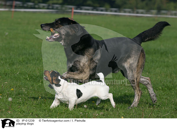 spielende Hunde / playing dogs / IP-01239