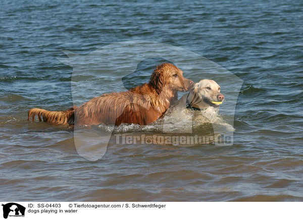im Wasser spielende Hunde / dogs playing in water / SS-04403