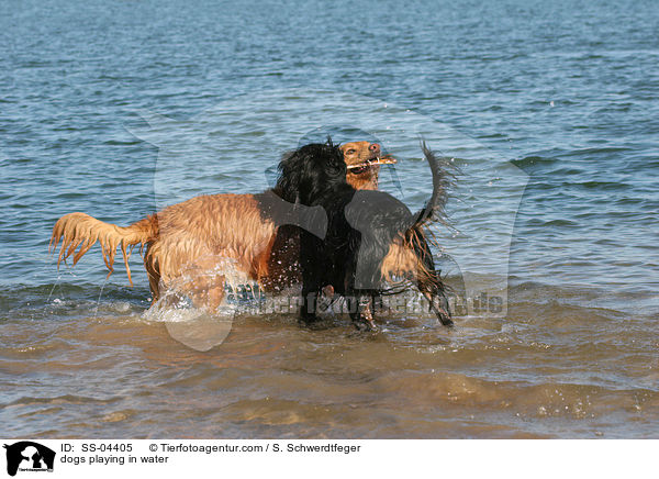 dogs playing in water / SS-04405