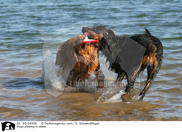 dogs playing in water / SS-04406
