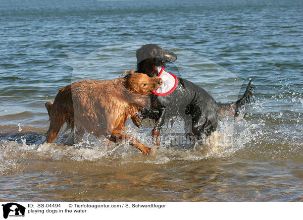 im Wasser spielende Hunde / playing dogs in the water / SS-04494