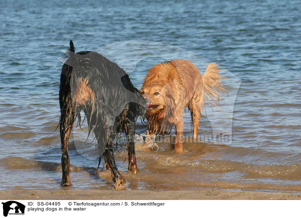 im Wasser spielende Hunde / playing dogs in the water / SS-04495